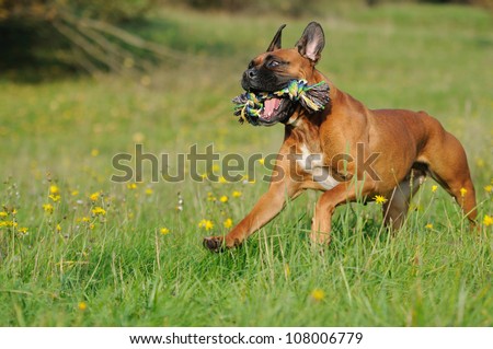 Boxer Dog runs above the meadow