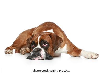 Boxer Dog Sad, Lying On A White Background