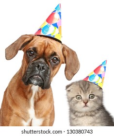 Boxer Dog And Scottish Fold Cat In Party Cap On White Background