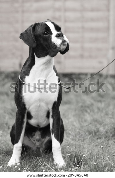 boxer dog white and black