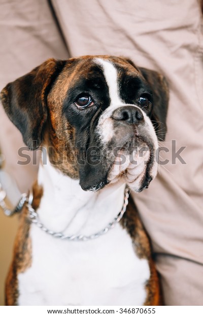 Boxer Dog Sitting Near Owner Boxer Stock Photo Edit Now 346870655