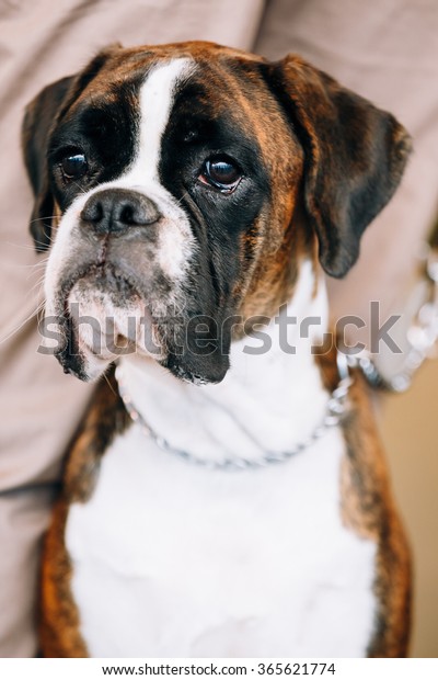 Boxer Dog Sitting Near Owner Boxer Stock Photo Edit Now 365621774