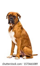 Boxer Dog Sitting On Isolated White Stock Photo 1573661089 | Shutterstock
