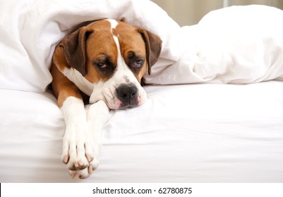 Boxer Dog Sleeping Between Sheets On Owner's Bed