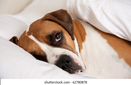 Boxer Dog Sleeping Between Sheets On Owner's Bed