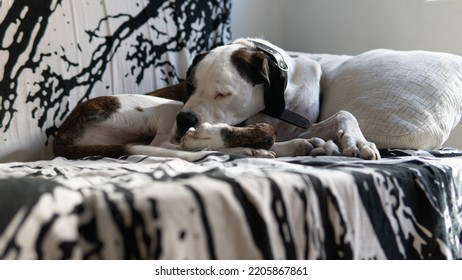 A Boxer Dog Sleeping In A Coach, Side View