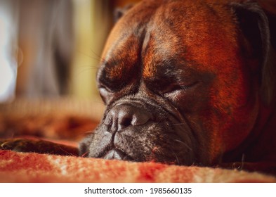 Boxer Dog Sleeping On The Blanket.