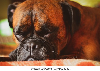 Boxer Dog Sleeping On The Blanket.