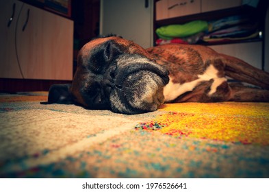 Boxer Dog Sleeping On The Carpet	.