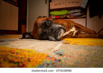 Boxer Dog Sleeping On The Carpet.	