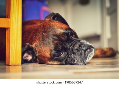 Boxer Dog Sleeping On The Floor.	