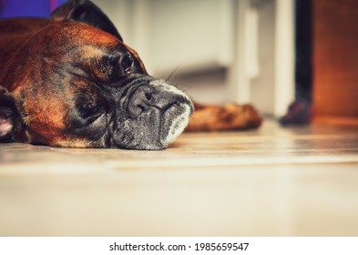 Boxer Dog Sleeping On The Floor.	