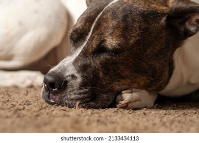 Boxer Dog Sleeping On The Floor