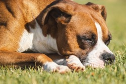 Boxer Dog Sleeping On A Green Meadow
