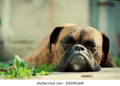 Boxer Dog Sleeping On The Ground