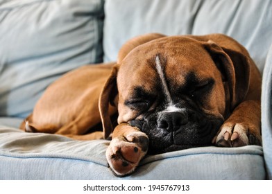 Boxer Dog Sleeping On A Soft Sofa