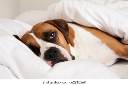 Boxer Dog Sleeping In Owner's Bed