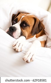 Boxer Dog Sleeping In Owner's Bed