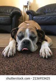 Boxer Dog Sleeping With A Tongue Out