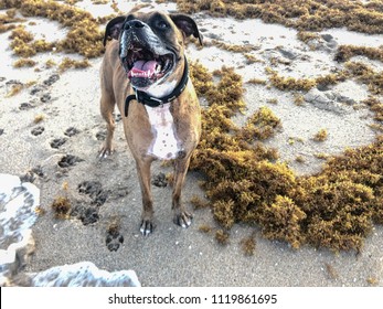 Boxer Dog Splashes In The Waves On The Beach During The 2018 Seaweed Algae Bloom In Florida