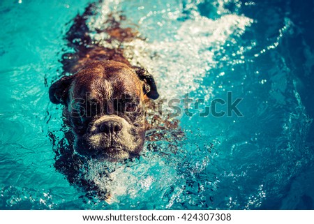 Boxer dog swimming