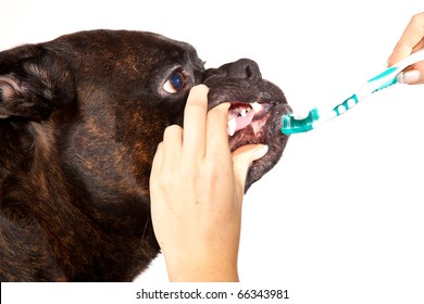 Boxer Dog Teeth Cleaning