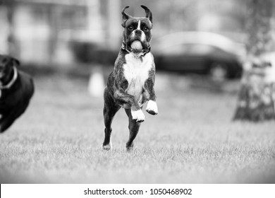 Boxer Dog With Tennis Ball