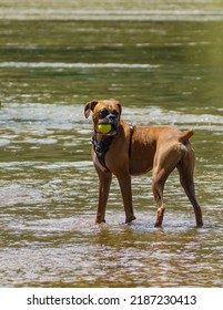 Boxer Dog With Tennis Ball In River. 