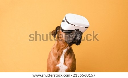 Boxer dog using VR glasses while standing over an isolated yellow background.