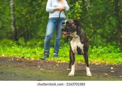Boxer dog for a walk with the owner. Close-up photo, dog portrait, spring, summer.