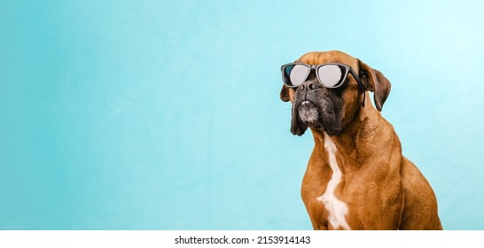 Boxer dog wearing sunglasses while standing on an isolated light blue background.