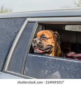 Boxer Dog In The Window Of A Dirty Dusty Car