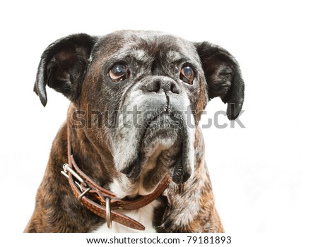 Boxer  in front of a white background