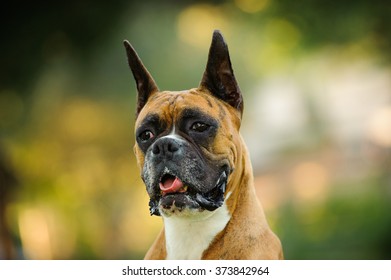 Boxer head shot with cropped ears