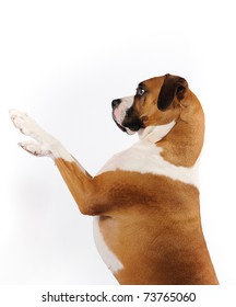 Boxer Mix Dog Sits On Back Legs