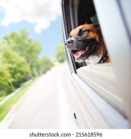  A Boxer Pit Bull Mix Dog Riding In A Car 