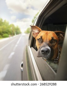  A Boxer Pit Bull Mix Dog Riding In A Car With Her Head Out Of The Window