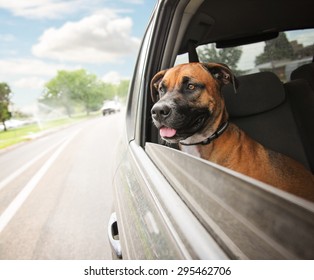 A Boxer Pit Bull Mix Dog Riding In A Car With Her Head Out Of The Window