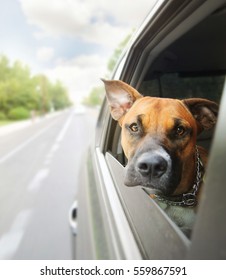 A Boxer Pit Bull Mix Dog Riding In A Car With Her Head Out Of The Window 