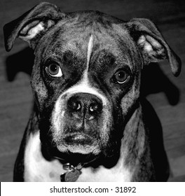 Boxer Portrait