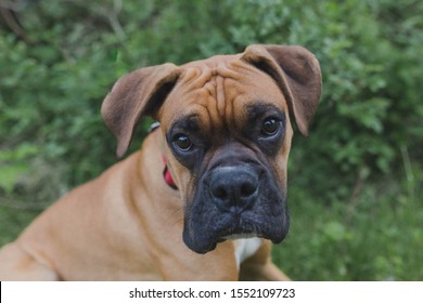 Boxer pup looking at camera