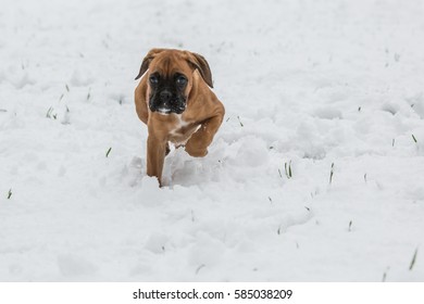 Boxer Pup In The Snow