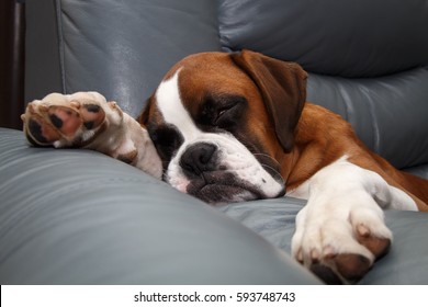 Boxer Puppy