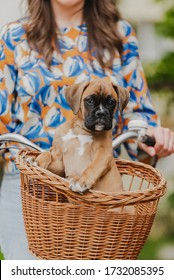 Boxer Puppy Being Carried In A Bike Basket