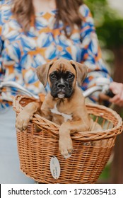 Boxer puppy being carried in a bike basket