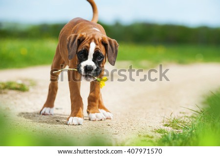 Boxer puppy with dandelion
