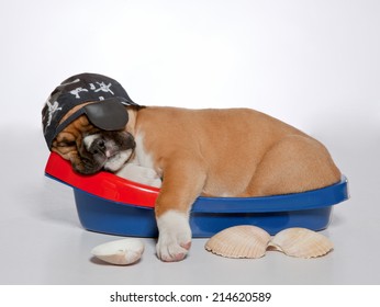 Boxer puppy dog with pirate costume