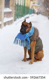 Boxer puppy dog wearing blue scarf  and coat clothing with fur sitting on snow. Winter in downtown city park, selective focus, toned.