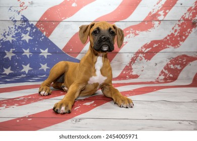Boxer puppy on a patriotic background