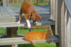 Boxer Puppy Reaching For A Sleeping Cat.